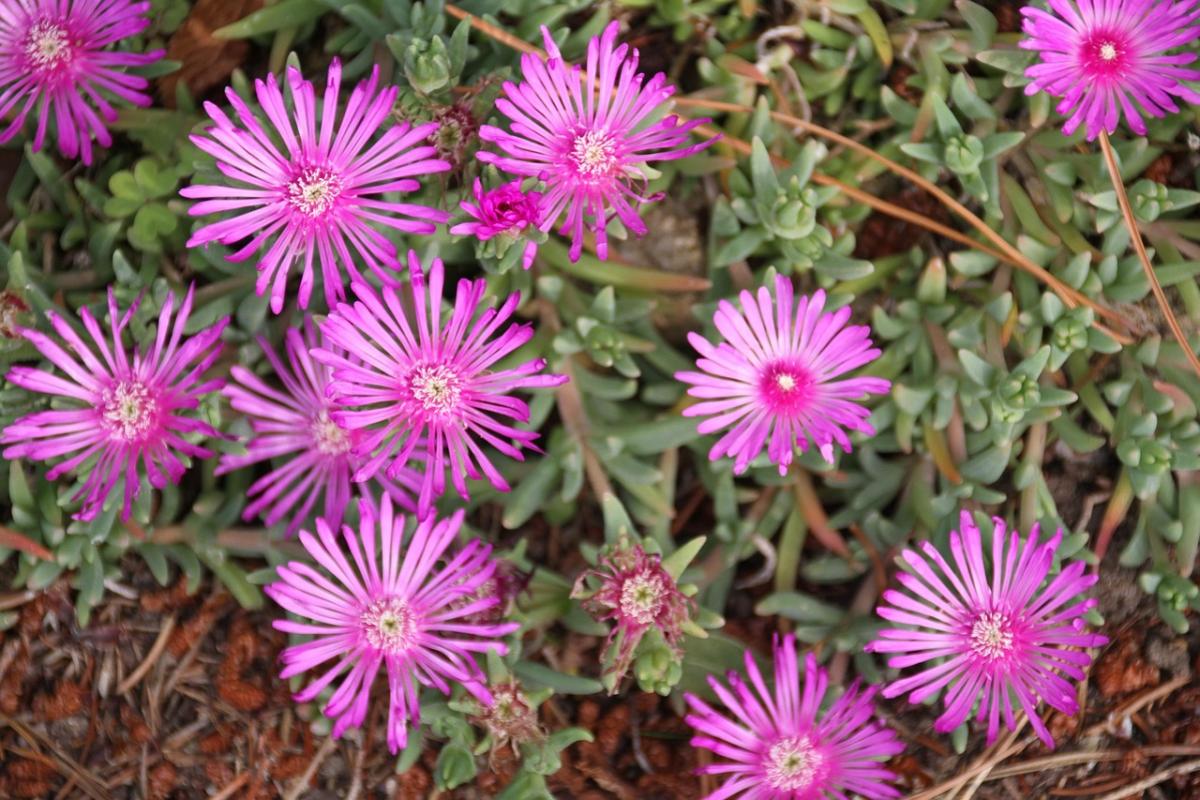 Какви цветя да засадим на гроба / снимка pexels.com