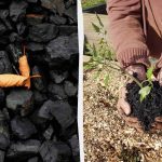 4 неочаквани начина за използване на дървени въглища в градината 4 неочаквани начина за използване на дървени въглища в градината