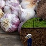 Чесънът не обича зимата: градинар откри тайната на идеалната леха