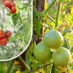 Двеста грама и те са узрели: зеленчукопроизводителка споделя метода на