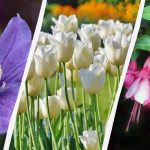 Експерт посочва 7 растения, които си струва да засадите в