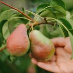 Как да подрежем правилно крушово дърво, за да получим огромна реколта: съвети за градинари Как да подрежем правилно крушово дърво, за да получим огромна