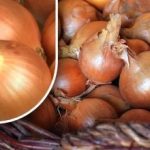 Как да съхраним лука, за да не покълне преди лятото: градинар разкри прост метод Как да съхраним лука, за да не покълне преди лятото: