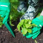 Кога да засадим ягоди през есента, за да съберем кофи с плодове през пролетта: важни правила Кога да засадим ягоди през есента, за да съберем кофи