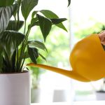 Мирната лилия ще спре да жълтее и ще се съживи само за няколко часа: доказаният метод Мирната лилия ще спре да жълтее и ще се съживи