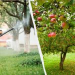 Ябълковите дървета никога повече няма да бъдат засегнати от акари: