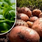 Земята ще бъде като пух: градинар разказва какво да сее